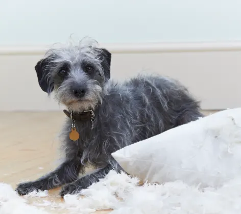 Scrawny black and grey dog tearing up a pillow case.